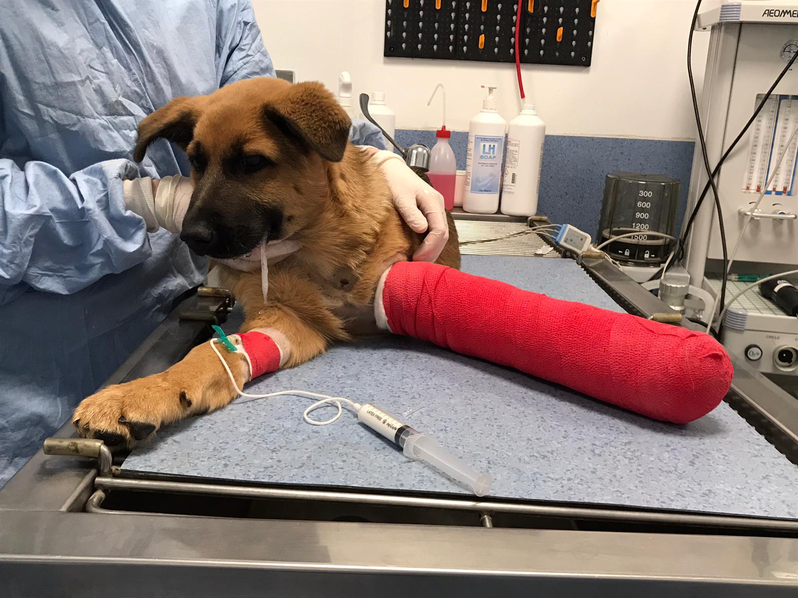 Gladiator Foundation